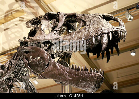 Das Feststellung des Tyrannus Rex Saurus Tristan 'Otto', Naturhistorisches Museum, Berlin. Banque D'Images