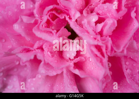 Close up of Des Œillets rose fleur avec goutte d'eau Banque D'Images