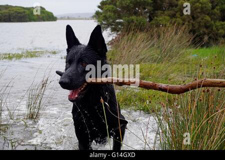 Grand chien noir qui sort de l'eau transportant une succursale. Banque D'Images