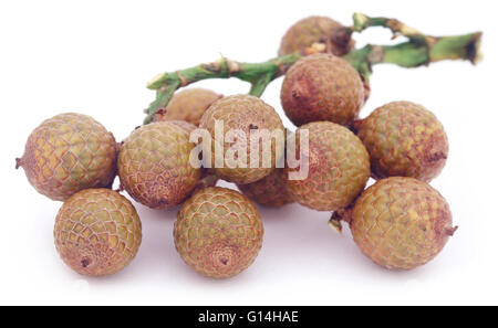 Calamus Tropical fruits de palmier sur fond blanc Banque D'Images