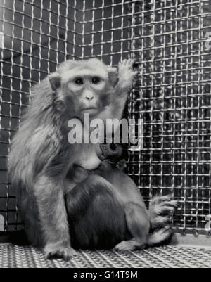 Expérimentation animale. Singe rhésus et nourrisson. Un enfant rhésus élevés par sa mère biologique a fait progresser la compréhension du développement affectif. La carence maternelle d'expériences réalisées par Harry Harlow, de l'Université du Wisconsin dans les années 50 en cause sep Banque D'Images