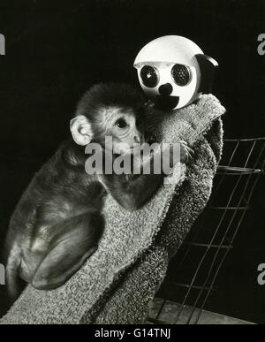 Un bébé singe Rhésus (Macaca mulatta) chiffon avec sa mère porteuse lors d'une expérimentation animale. La carence maternelle d'expériences réalisées par Harry Harlow, de l'Université du Wisconsin dans les années 50 en cause la séparation de leurs bébés singes mot Banque D'Images