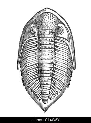 Retour d'Asaphus caudatus (Dudley, Mus. Stokes) avec les yeux bien conservés (Buckland), de Louis Figuier a le monde avant le déluge, 1867 American edition. Banque D'Images