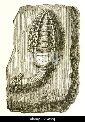 Crinoïde fossile (Cupressocrinus crassus) à partir de la période dévonienne. Illustration de Louis Figuier a le monde avant le déluge, 1867 American edition. Banque D'Images
