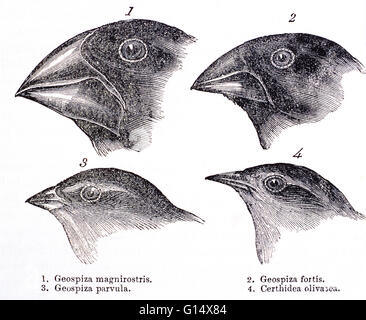 Les pinsons des Galapagos. Œuvres historiques des chefs de pinsons des Galapagos, faite par Charles Darwin dans son livre "Le Voyage d'un naturaliste", Londres, 1889. Ces études ont aidé sa théorie de l'évolution. Darwin a tiré la conclusion qu'ils sont tous venus à partir d'un anc Banque D'Images