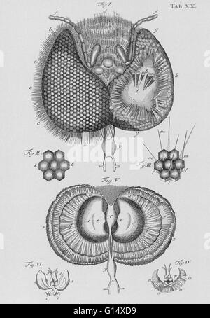 L'œil de l'abeille. Dimensions de la structure de l'œil d'une abeille (Apis mellifera) par le naturaliste hollandais Jan Swammerdam (1637-1680). Les composants individuels de l'oeil sont affichées.. Il s'agit de longues tiges (ommatidia) qui ont une lentille hexagonale à th Banque D'Images