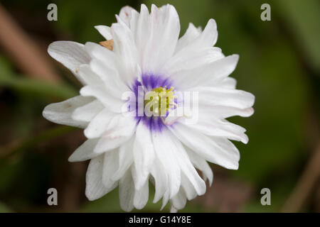 Centré bleu blanc fleur double de la variété, l'anémone des bois Anemone nemorosa 'Blue Eyes' Banque D'Images