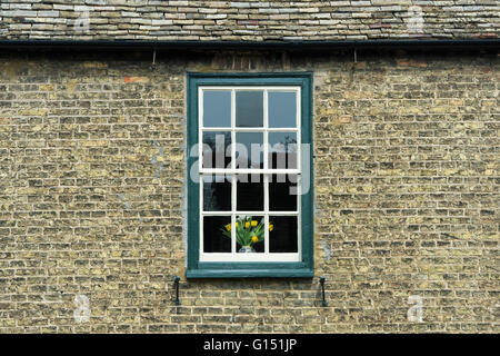 Fleurs jaunes dans un vase dans une fenêtre à guillotine. Ely, Cambridgeshire, Angleterre Banque D'Images