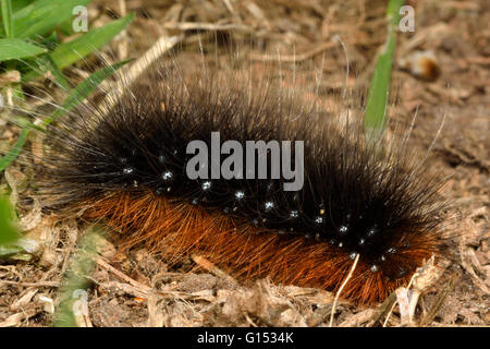 Tigre (Arctia caja de jardin) caterpiller. Hairy ours exceptionnellement laineux caterpillar de papillon de la famille Erebidae sur le terrain Banque D'Images