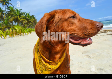 Portrait d'un Rhodesian Ridgeback sur une plage Banque D'Images