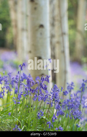 Hyacinthoides non scripta. Jacinthes en argent chez les bouleaux. L'Angleterre Banque D'Images