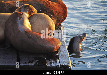 San Francisco, Californie, USA : Fisherman's Wharf, les lions de mer au quai 39 au coucher du soleil Banque D'Images