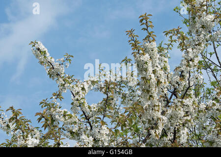 Fleur de printemps de la cerise sauvage, Prunus avium Banque D'Images