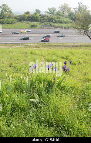 Blue iris barbus sur remblai M25 Banque D'Images