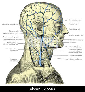 Des veines superficielles de la tête et du cou. Cette illustration présente des nervures marquées. Banque D'Images