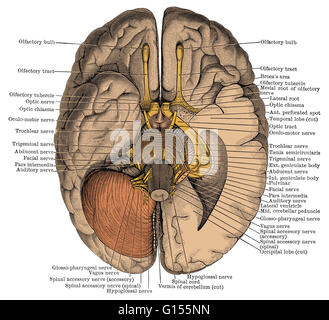 Illustration de l'amélioration de la couleur des sous le cerveau montrant les nerfs. Il s'agit d'une illustration historique à partir de 1890. Banque D'Images