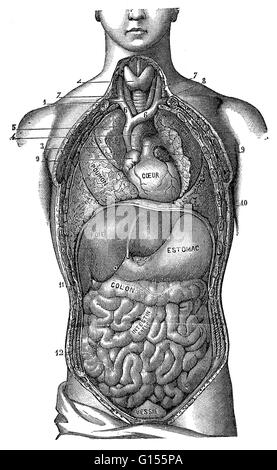 Illustration d'une vue générale des organes du thorax et l'abdomen. Il s'agit d'une illustration historique à partir de 1890. Banque D'Images