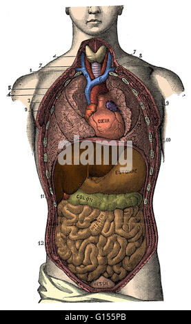 Renforcement de couleur illustration d'une vue générale des organes du thorax et l'abdomen. Il s'agit d'une illustration historique à partir de 1890. Banque D'Images