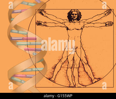 La combinaison de l'image iconique de Léonard de Vinci Homme de Vitruve dessin avec une illustration de l'ADN. Banque D'Images