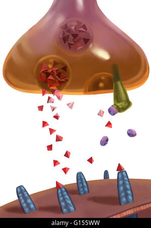 Effets de l'héroïne sur les neurones. Communiqué de neurones dopamine créant une sensation de plaisir ou de précipiter ce qui peut mener à la dépendance que les toxicomanes cherchent à renouveler l'expérience. Banque D'Images