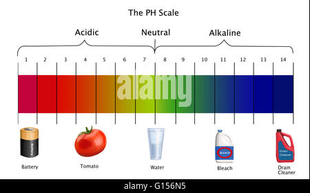 Diagramme de l'échelle de pH avec des exemples d'acides, neutres et alcalins. Banque D'Images