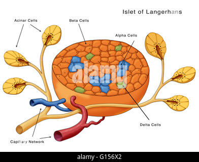 Schéma de principe des îlots de Langerhans. Indiqués sont des cellules acineuses, cellules bêta, les cellules, les cellules alpha delta et le réseau capillaire. Banque D'Images