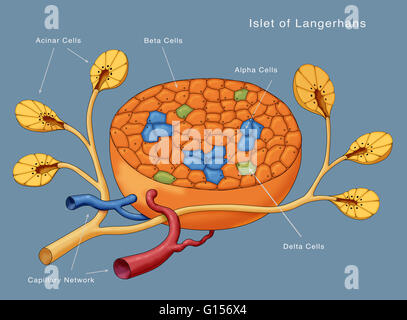 Schéma de principe des îlots de Langerhans. Indiqués sont des cellules acineuses, cellules bêta, les cellules, les cellules alpha delta et le réseau capillaire. Banque D'Images