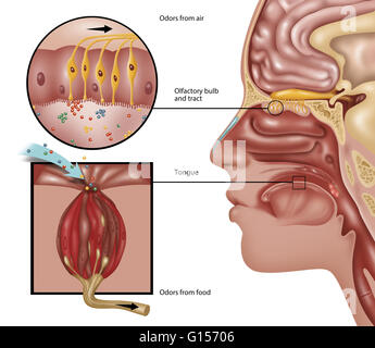 Illustration de l'anatomie de l'odorat. La perception de l'odorat commence dans la doublure (muqueuse) du nez, des cheveux où de minuscules cellules nerveuses des récepteurs de détecter les substances chimiques dans l'atmosphère. Les cellules du récepteur activé pour transmettre des messages le bulbe olfactif, juste au-dessus de la Banque D'Images