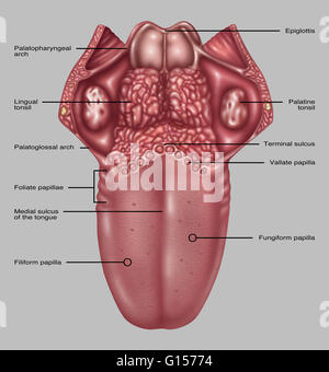 Illustration montrant l'anatomie de la langue humaine. Dans la liste à gauche de haut en bas sont : palatopharyngeal arch, Amygdale linguale, palatoglossal arch, foliée papille, sillon médian de la langue, Les Papilles filiformes. Indiquées à droite de haut en bas un Banque D'Images