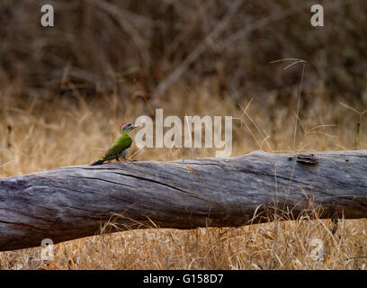 Bel oiseau vert pic vert, Picus viridis, assis sur le tronc de l'arbre avec du lichen jaune, oiseau dans la nature, de l'habitat Banque D'Images