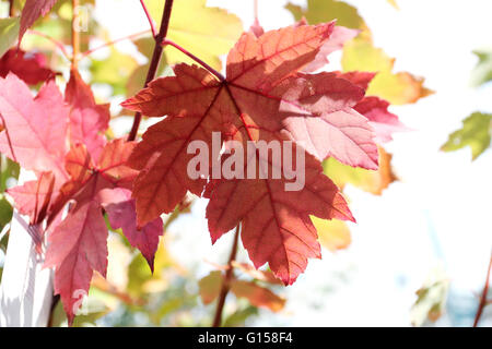 Close up of Acer rubrum October Glory ou ou également connu sous le nom de feuilles d'érable rouge au cours de l'automne en Australie Victoria Melbourne Banque D'Images