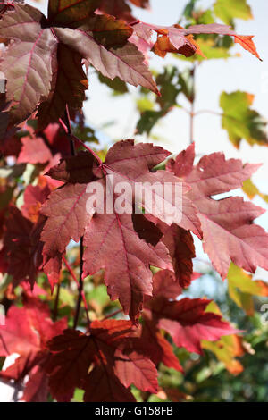 Close up of Acer rubrum October Glory ou ou également connu sous le nom de feuilles d'érable rouge au cours de l'automne en Australie Victoria Melbourne Banque D'Images