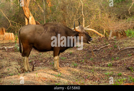 Le gaur ou bison indien en mouvement Banque D'Images