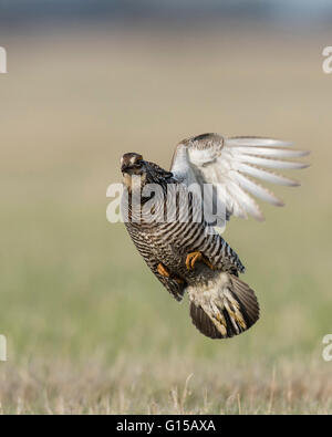 Un vol de la grande poule-des-prairies au Minnesota Banque D'Images