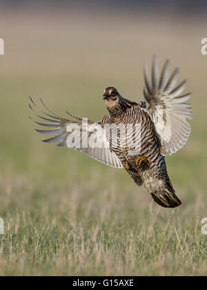 Un vol de la grande poule-des-prairies au Minnesota Banque D'Images