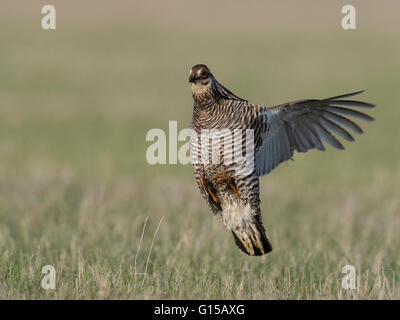 Un vol de la grande poule-des-prairies au Minnesota Banque D'Images