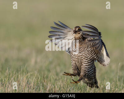 Un vol de la grande poule-des-prairies au Minnesota Banque D'Images