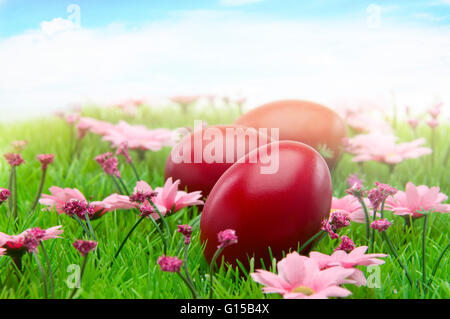 Les oeufs de pâques d'un rouge brillant sur l'herbe pleine de fleurs de printemps violet Banque D'Images