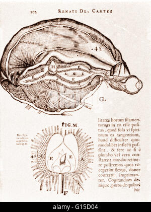 Dessin du cerveau et de l'épiphyse à partir d'un manuel de physiologie par René Descartes (Français, 31 mars 1596 - 11 février 1650). Descartes croyait que la glande pinéale est où réside l'âme humaine. En plus de son influence dans la pensée de la philosophie, des Banque D'Images