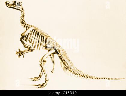 Illustration d'un squelette d'un Iguanodon de Bernissart, Belgique. Le squelette a été trouvé dans une mine de charbon en 1878 à une profondeur de 1046 ft. Le mot dinosaure a été inventé par Richard Owen en 1841, deinos sauros (terrible)  + (lézard) qui décrivent divers quitter le Banque D'Images