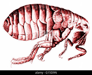 Dessin d'une puce fait par Robert Hooke & publié dans Micrographia en 1665. Hooke a été conservateur d'expériences à l'échelle microscopique Royal Society de Londres, qui a été fondée en 1660. Il a utilisé un microscope composé d'afficher une grande variété de spécimens, puis tr Banque D'Images