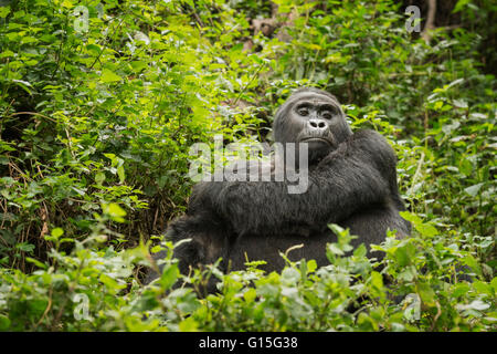 Gorille de montagne, le Parc National impénétrable de Bwindi, en Ouganda, l'Afrique Banque D'Images