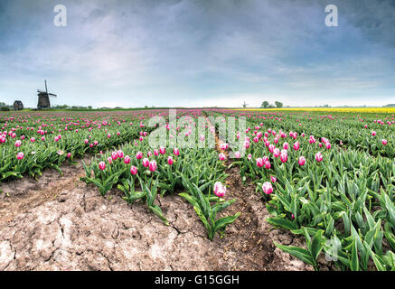 Vue panoramique multi-couleur des champs de tulipes et les moulins à vent, Berkmeer, Koggenland, Hollande du Nord, Pays-Bas, Europe Banque D'Images