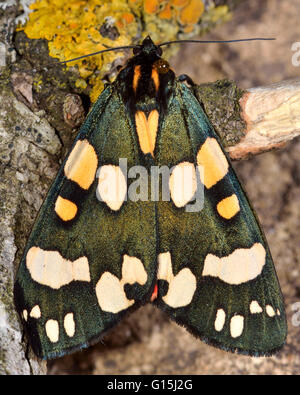 Scarlet Tiger Moth (Callimorpha dominula). La couleur vive dans la famille d'insectes, d'amphibien Erebidae précédemment, au repos Banque D'Images