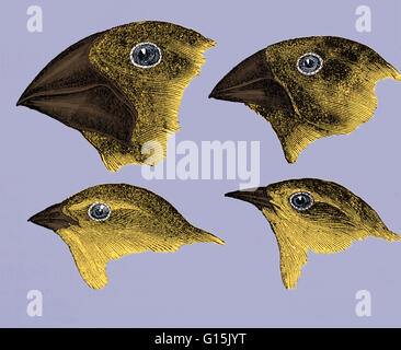 Les pinsons des Galapagos. Œuvres historiques des chefs de pinsons des Galapagos, faite par Charles Darwin dans son livre "Le Voyage d'un naturaliste", Londres, 1889. Ces études ont aidé sa théorie de l'évolution. Darwin a tiré la conclusion qu'ils sont tous venus à partir d'un anc Banque D'Images