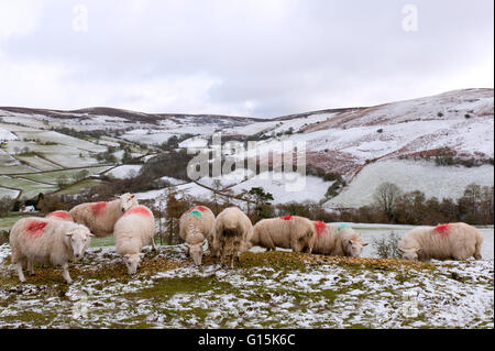 Les moutons se nourrissent de high moorland dans un paysage hivernal en Powys, Pays de Galles, Royaume-Uni, Europe Banque D'Images