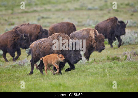 Bison (Bison bison) vache et veau sous la pluie, le Parc National de Yellowstone, Wyoming, United States of America Banque D'Images