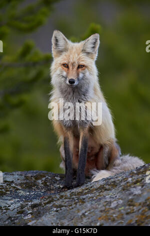 Red Fox (Vulpes vulpes Vulpes fulva), ou le Parc National de Yellowstone, Wyoming, États-Unis d'Amérique, Amérique du Nord Banque D'Images