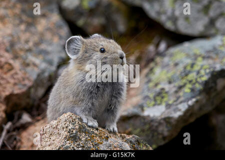 Pika américain (Ochotona princeps), le Parc National de Yellowstone, Wyoming, États-Unis d'Amérique, Amérique du Nord Banque D'Images