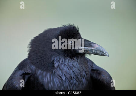 Grand Corbeau (Corvus corax), le Parc National de Yellowstone, Wyoming, États-Unis d'Amérique, Amérique du Nord Banque D'Images